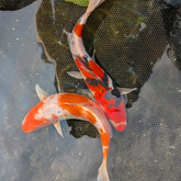 Japanese Koi 9-10"